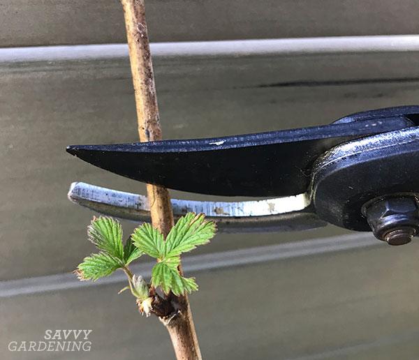 how to transplant raspberries: prune above a bud