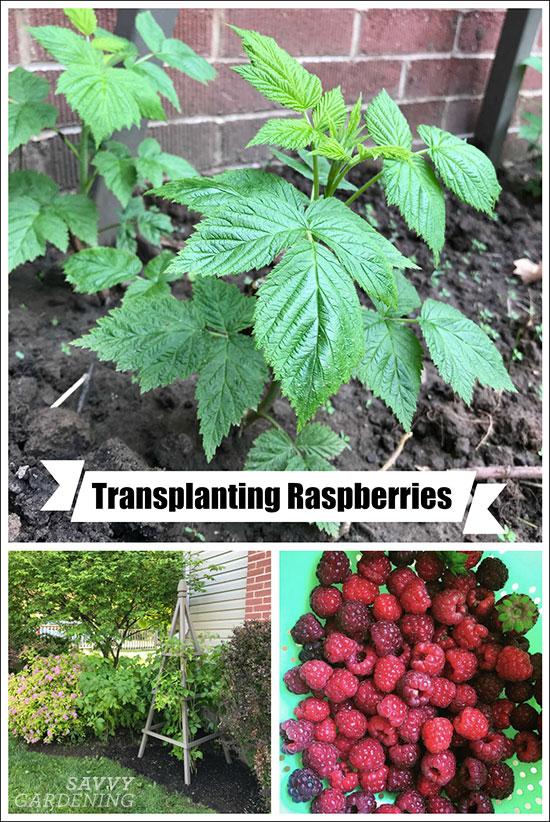 transplanting raspberries to grow more fruit or give to others