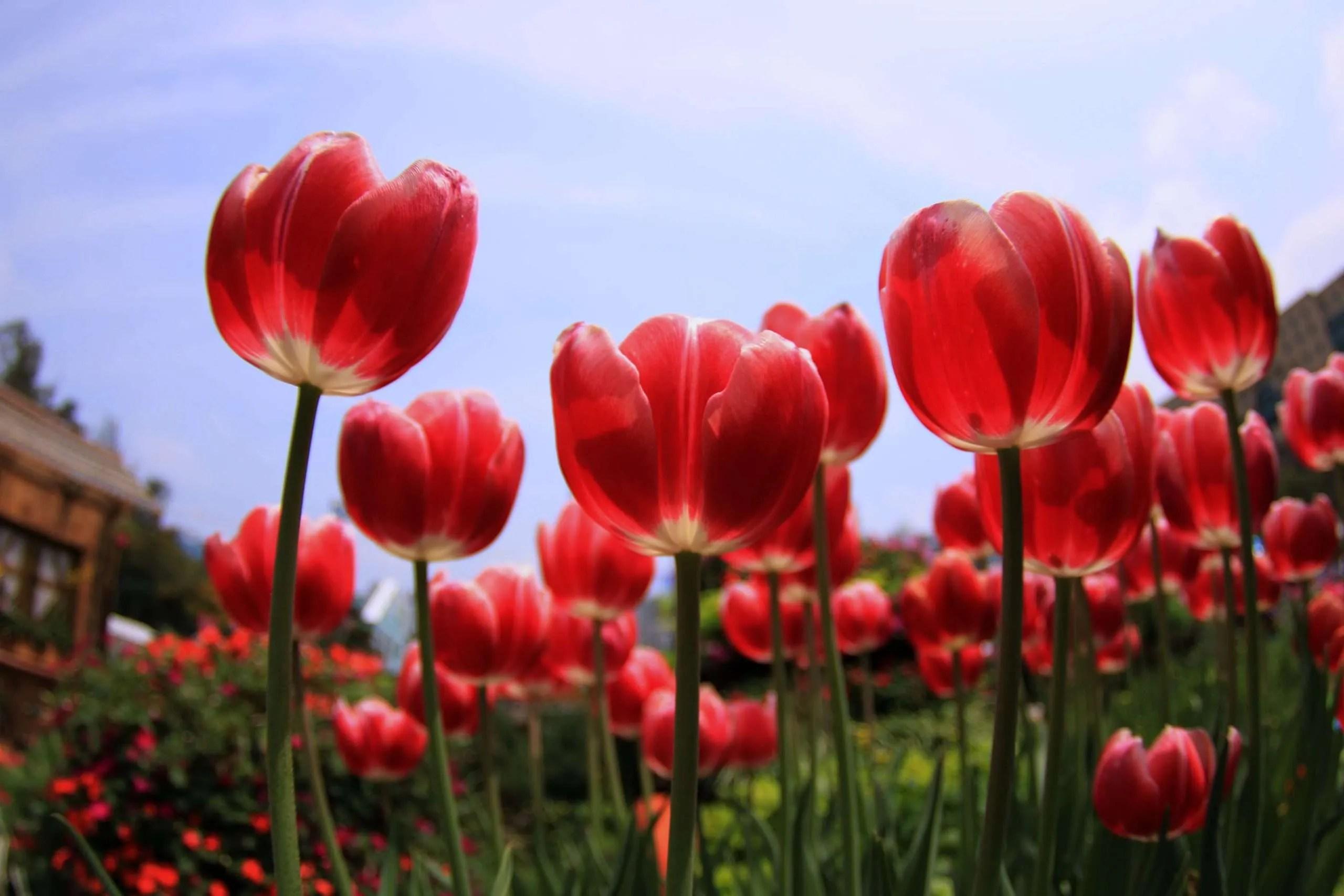 tulips