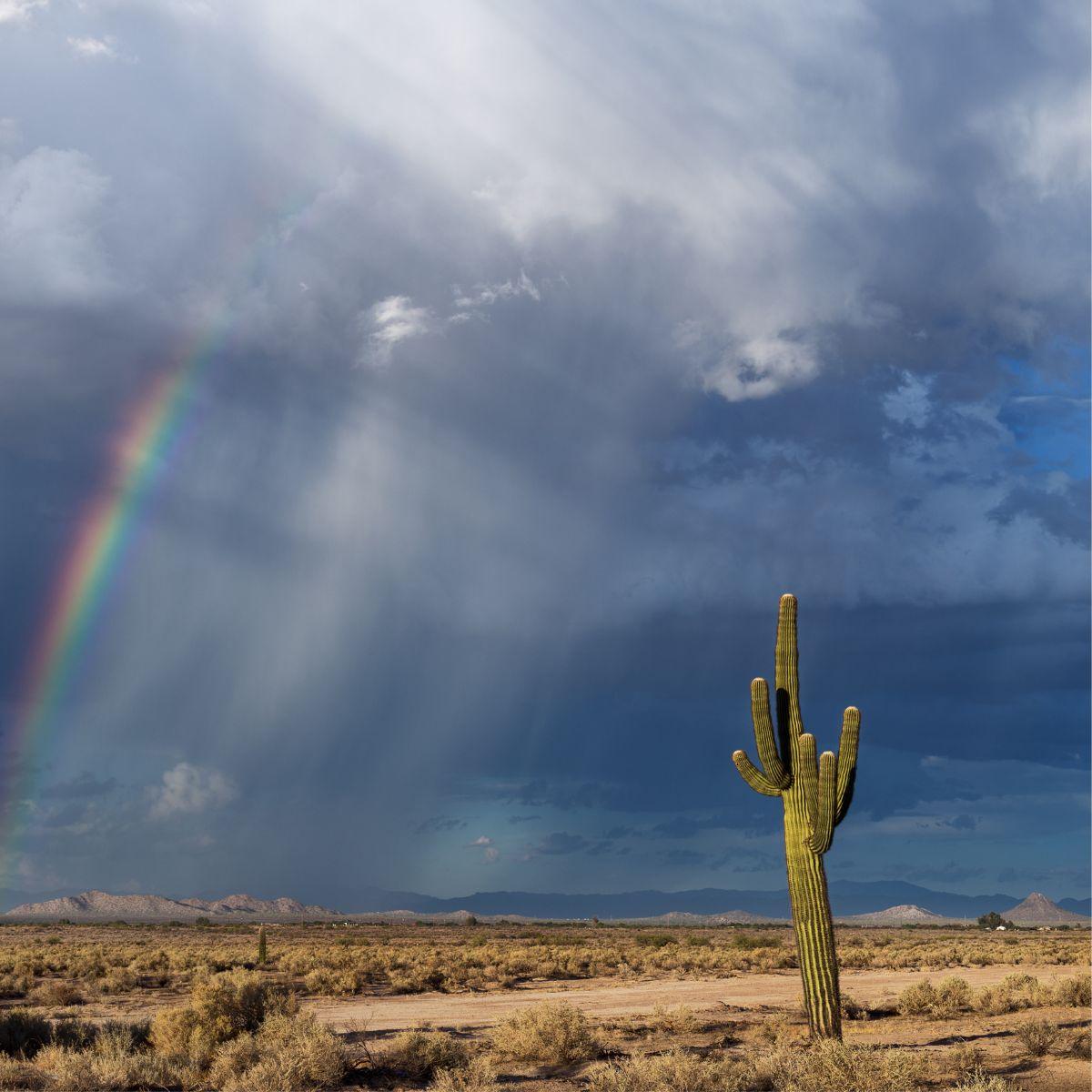 Saguaro Cactus in the Arizona desert is getting some monsoon rain.