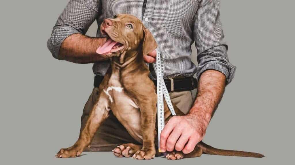 What Are Withers On A Dog? Photo of a dog owner measuring withers on his dog.