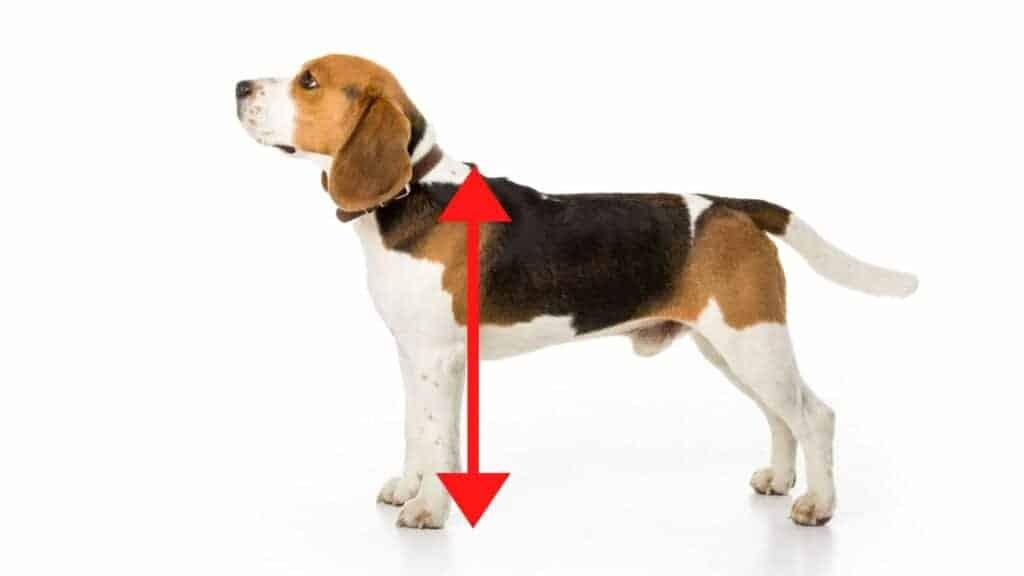 Photo showing where are withers located on a Beagle dog.