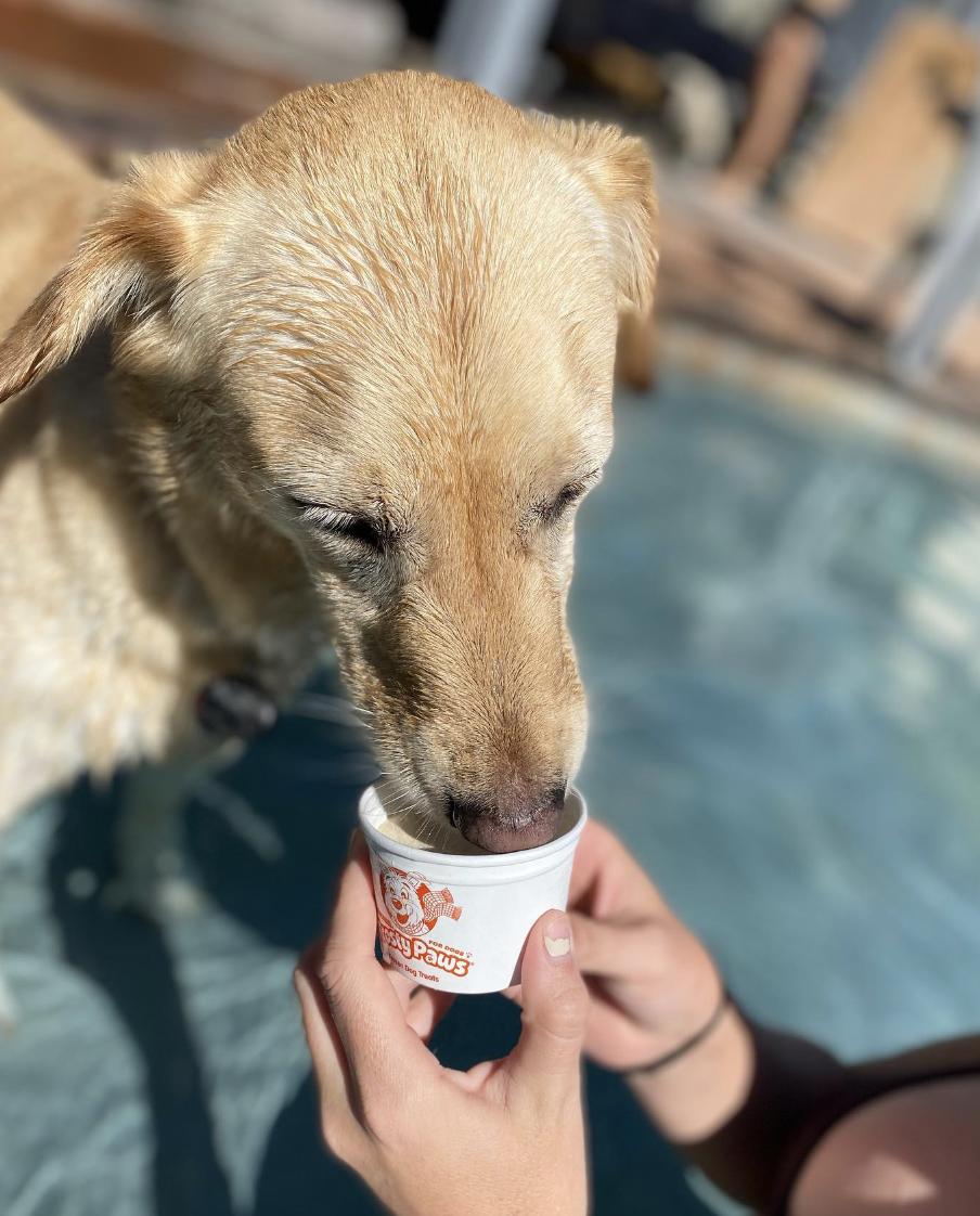 dog eating Frosty Paws at Handel’s Homemade Ice Cream and Yogurt