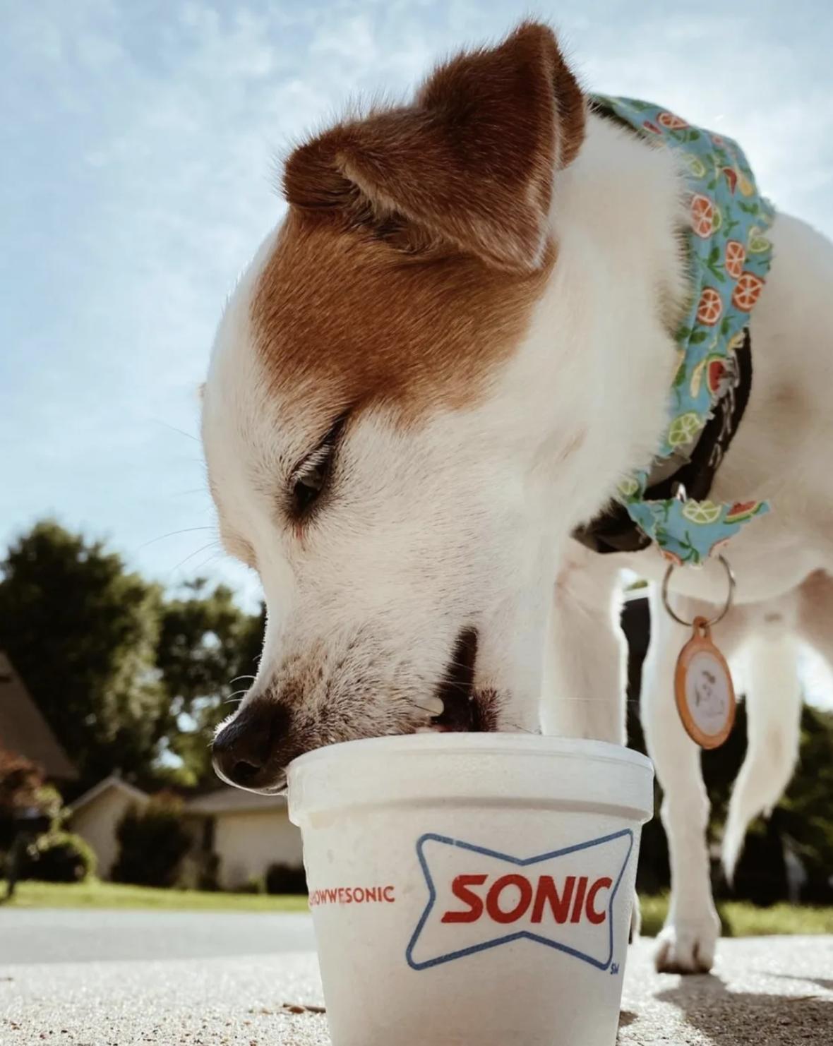 A puppy having Sonic Pup Cup
