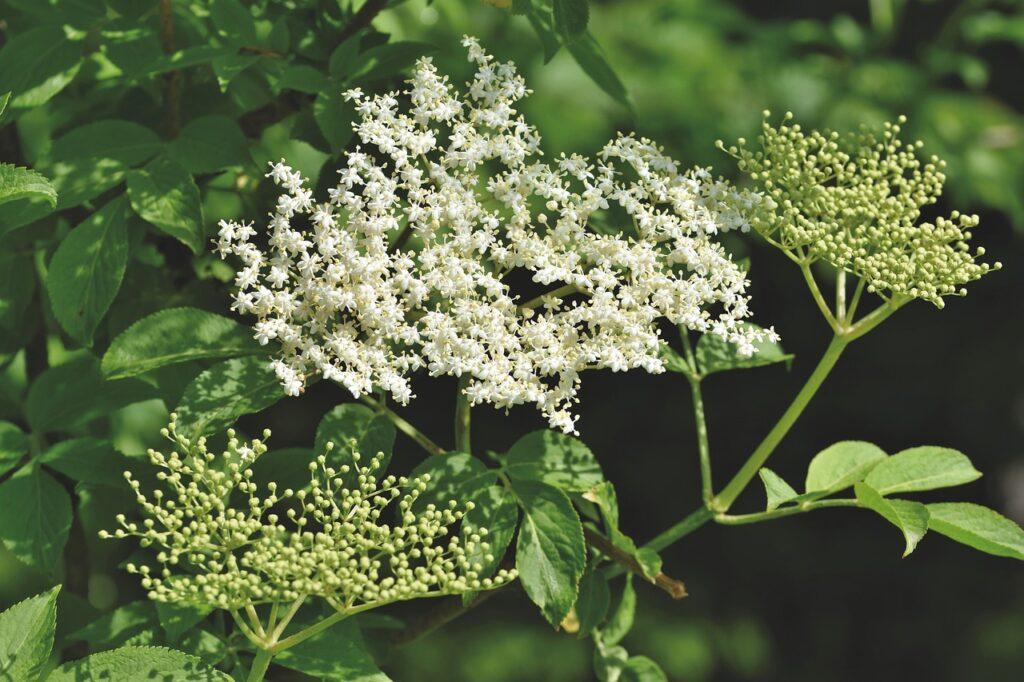 Where To Buy Elderberry - 10 Best Places To Buy Organic Elderberries