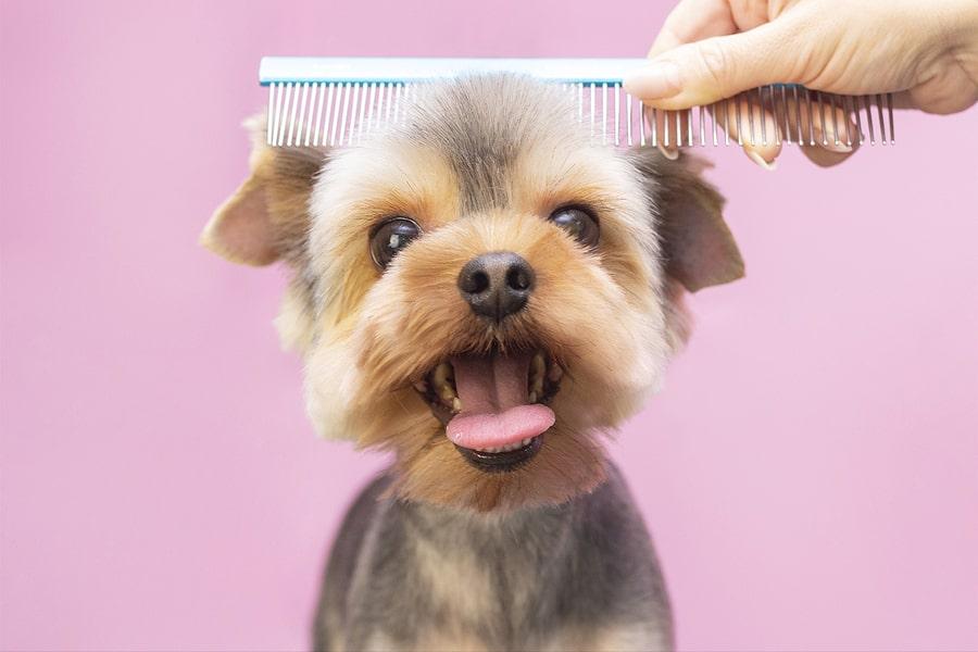 when to groom a puppy at Pet Spa Grooming Salon