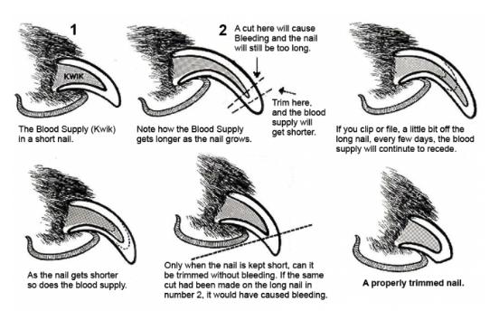 What You Need to Know About Nail Clipping