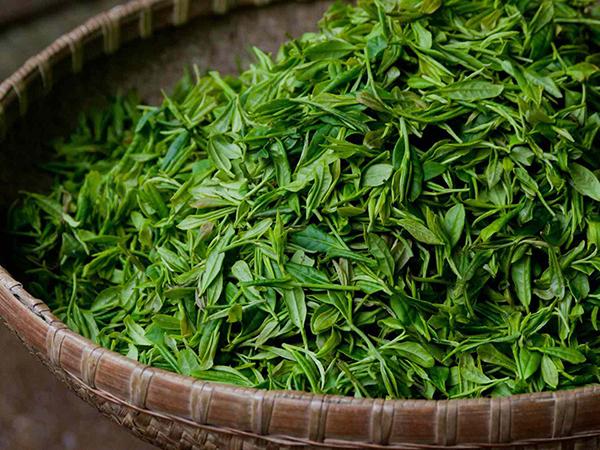 Vietnamese tea is harvesting