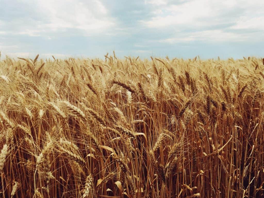 A bundle of wheat on a table.