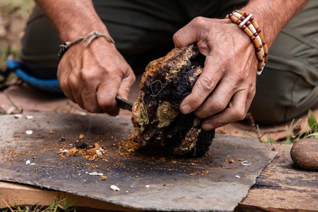 A Complete Guide to Chaga Mushrooms