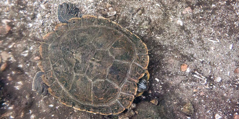 winter, map turtle, turtle, turtles, at risk, species at risk, special concern