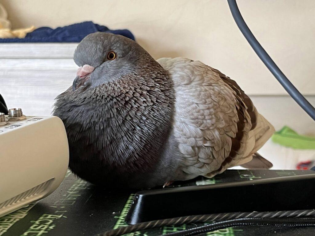 How Do Pigeons Sleep?