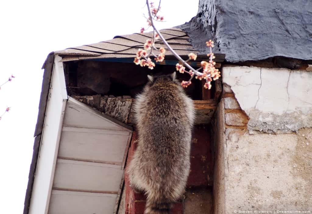 Raccoon Climbing Inside of Attic