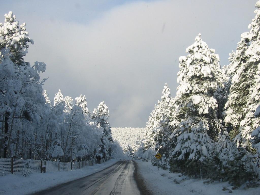 Wintertime in Conifer Colorado Snow covered Evergreen Trees