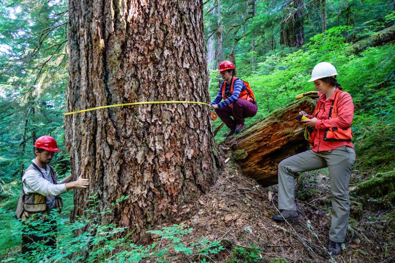 old growth forest