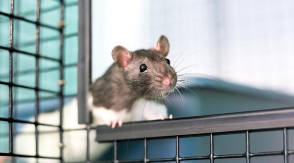 Rat on a cage peeping through the cage door