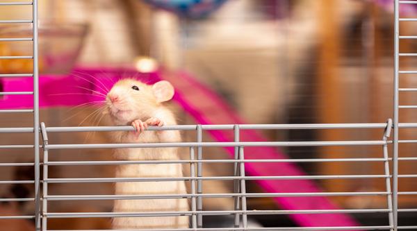 White rat on a cage