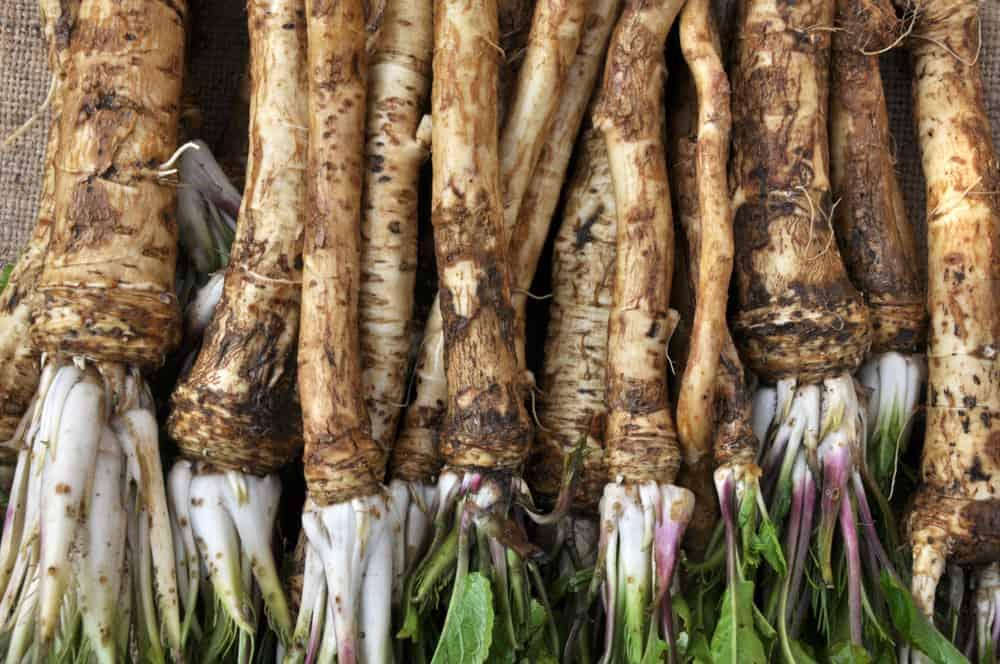 horseradish with leaves