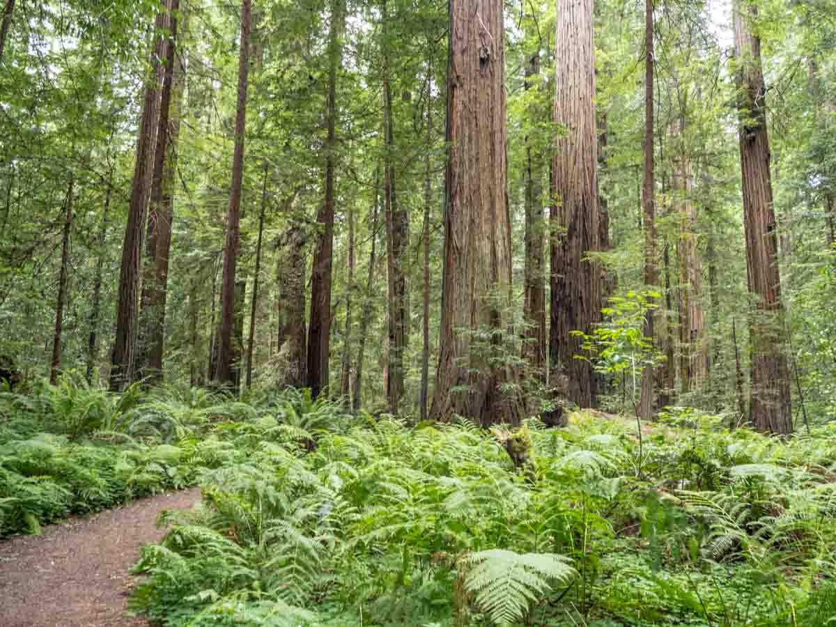 Pathway Avenue of the Giants male hiker