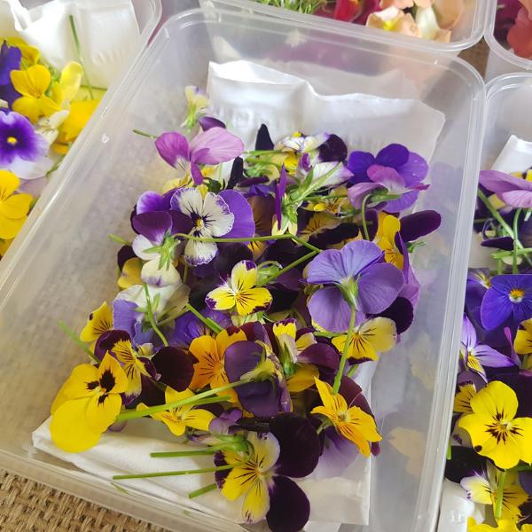 Hoa Bướm Viola Mixed Edible Flowers hoa tươi trang trí bánh 12g