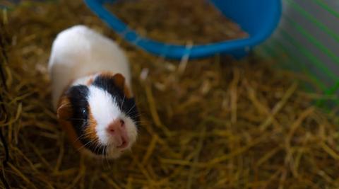 A guinea pig looking up from cage