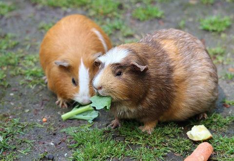 Two guinea pigs on the ground eating veggies