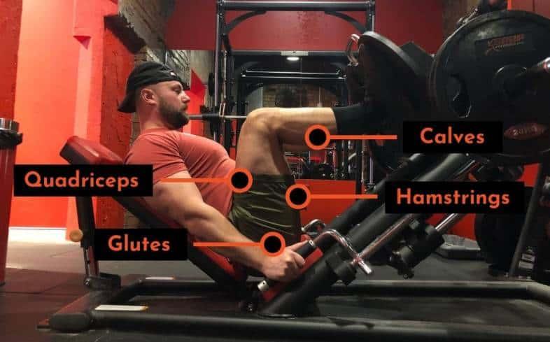 the muscles used in the leg press
