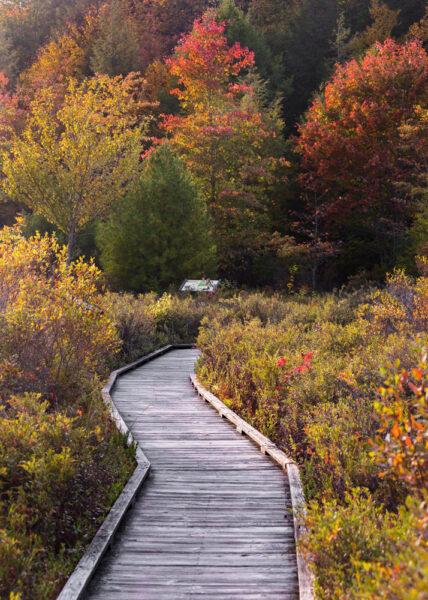 A small waterfall and Fall foliage along the Little Falls Trail in Promised Land State Park.