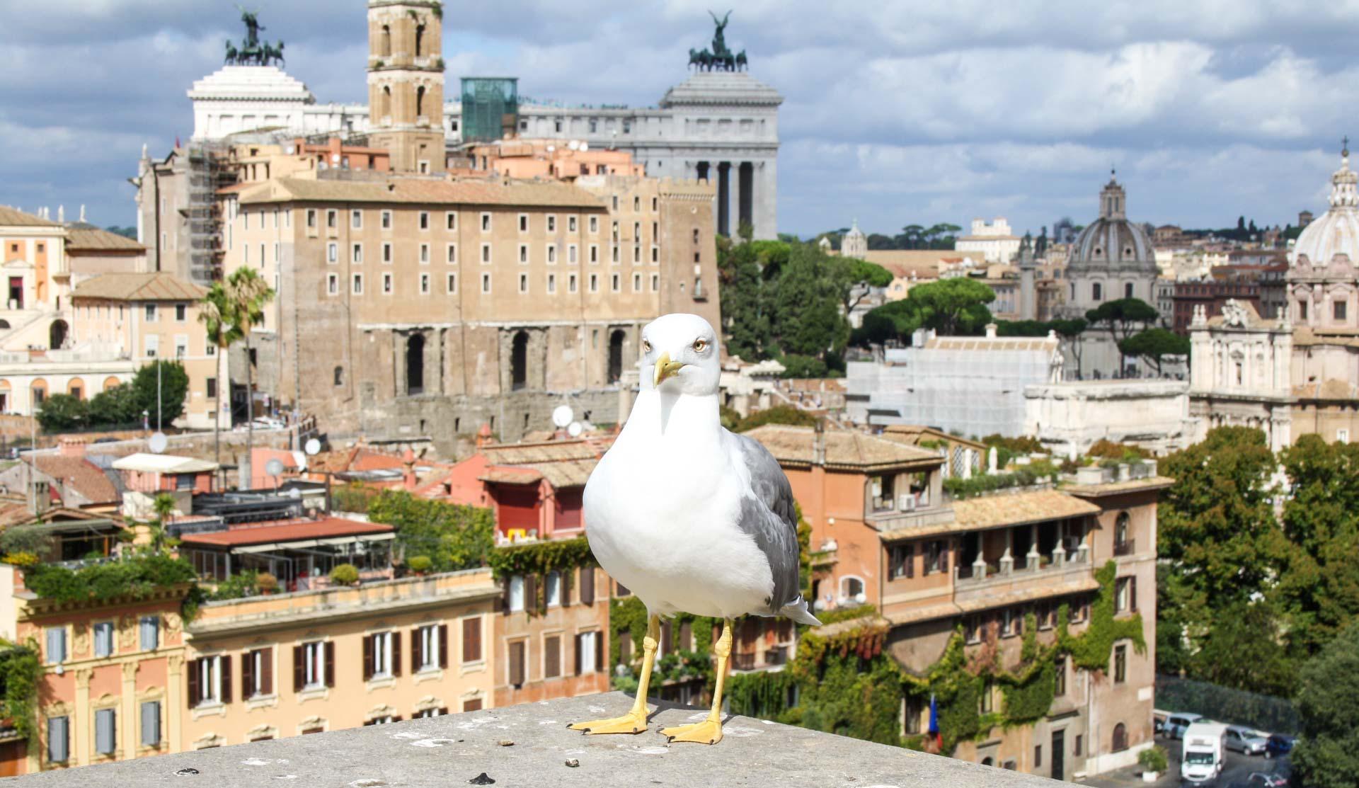 Rome city view