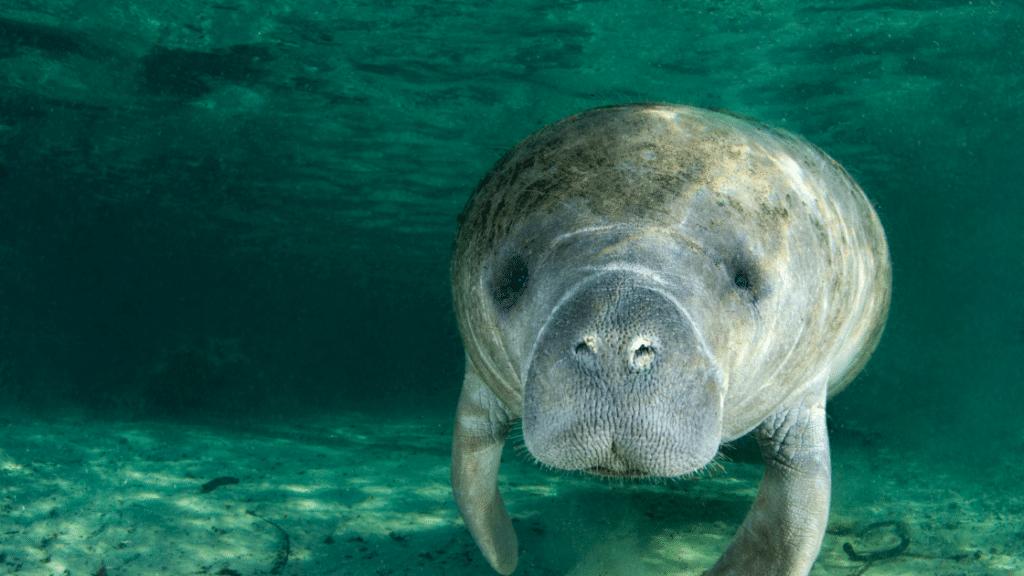 sea cow looking for lunch in water