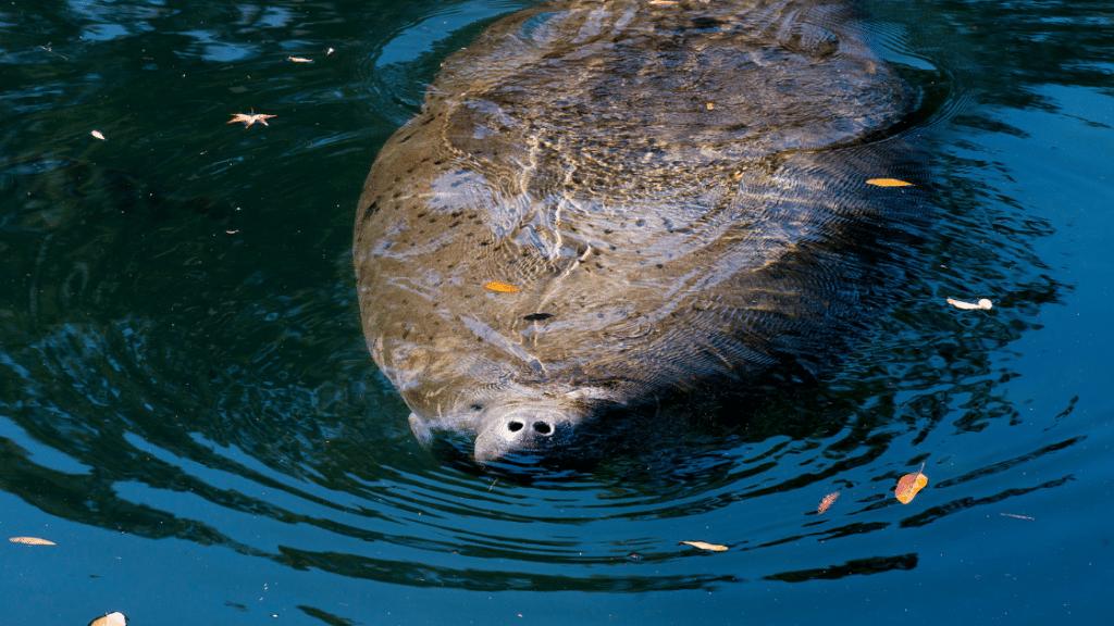 large manatee floating in water