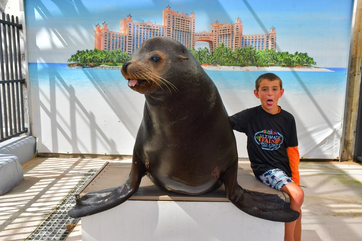 my son with a sea lion at the Junior Trainer for a Day Program at Atlantis