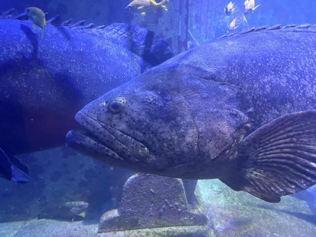 a Goliath grouper in the aquarium