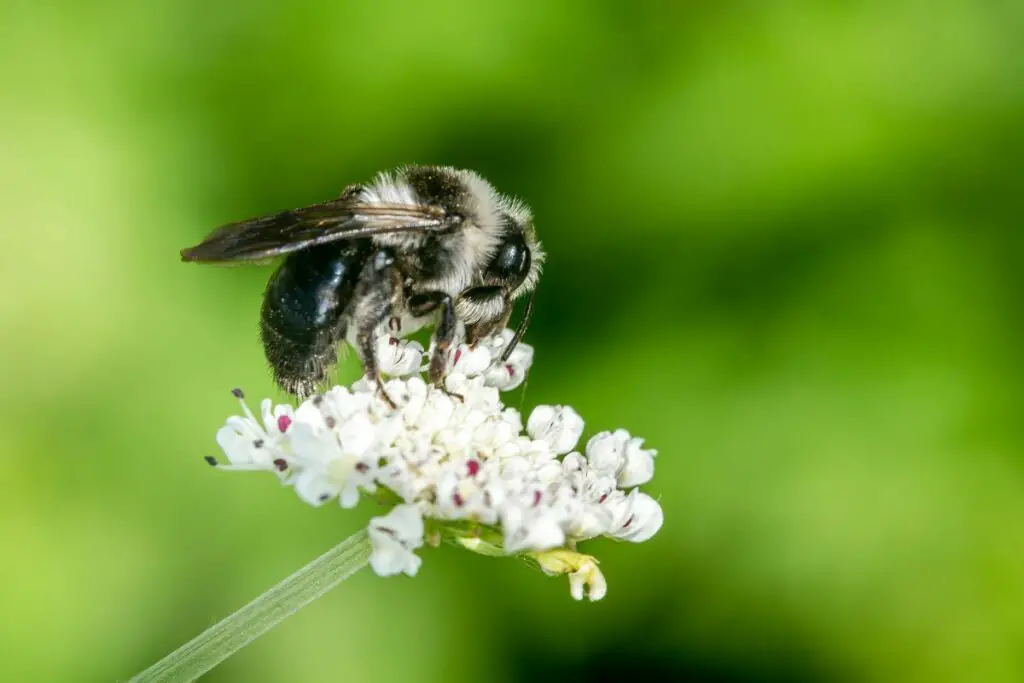 ashy mining bee collecting nectar from a flower