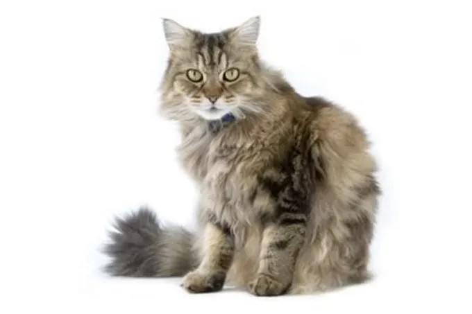 ragamuffin-cat