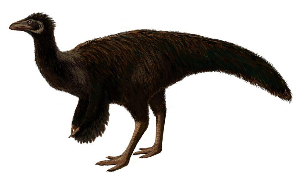 Sinornithomimus