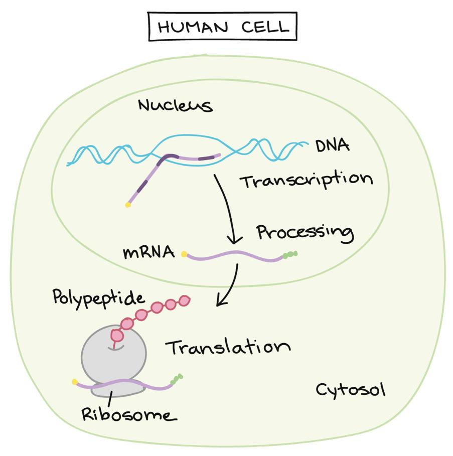 Cartoon illustration showing the inside of a human cell. The nucleus is where DNA (illustrated by a blue double helix) is transcribed into mRNA (illustrated by a purple squiggle line). The mRNA then communicates with the ribosome (a purple circle) for translation to occur for the polypeptide (a string of pink beads) to be made. This happens in the cytosol.