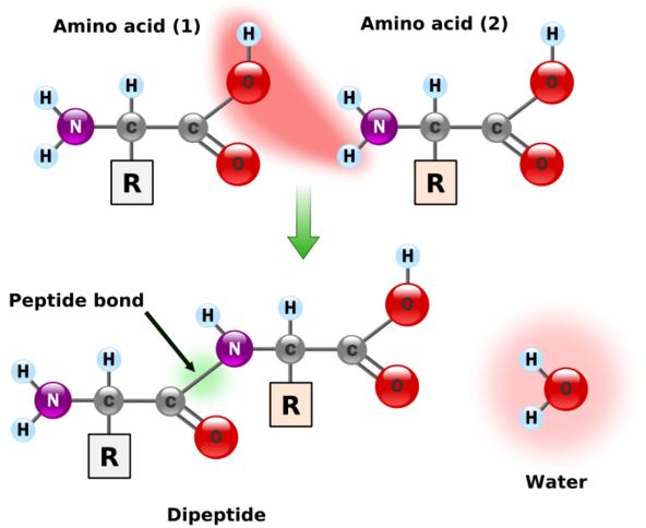 shows two amino acids coming together to form a peptide bond. the nitrogen in the amine group of an amino acid bonds to the carbon in the carboxylic group of another amino acid and water is removed in the process. (OH from carboxylic group, and H from amine group)