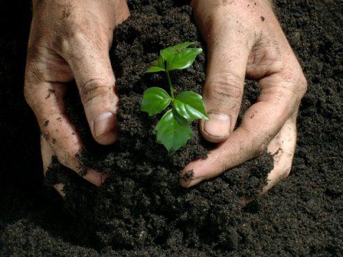 How Do Fertilizers Affect the Environment