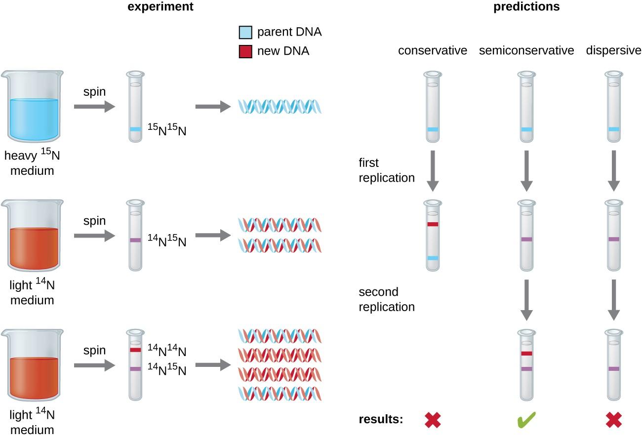 A diagram explaining the Meselson Stahl experiment. In the first part of the experiment DNA is replicated in the presence of heavy 15N medium. This produces all heavy DNA strands. Next they moved the cells to light 14N medium. If DNA was replicated conservatively, one would expect to see one heavy band and one light band. However, they saw only a medium size band. This is consistent with semiconservative and dispersive replication. Finally, they allowed the bacteria to undergo another round of replication in the light medium. If DNA was replicated dispersively, one would expect only a medium size band. However, they saw a medium band and a light band. The only mechanism that explains these results is semi-conservative replication.