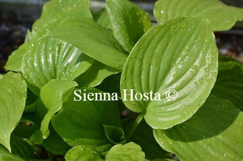 Hosta Sum and Substance