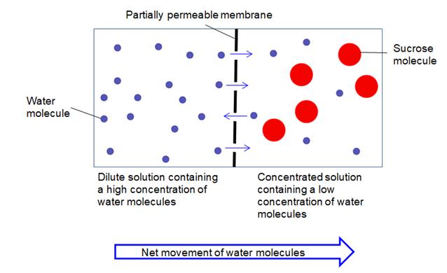 Black rectangle with white centre split vertically in two by a thick dotted black line representing a partially permeable membrane. Blue circles on the left of the line representing a high concentration of water molecules in a dilute solution. On the right of the line area represents a concentrated solution containing a low concentration of water molecules and there are a few water molecules and some medium sizes red circles representing sucrose molecules. Blue arrows some pointing left, some right are shown in the gaps between dots in black central line. A large blue arrow pointing to the right labelled Net movement of water molecules is shown at the bottom of the diagram pointing to the right below the rectangle.