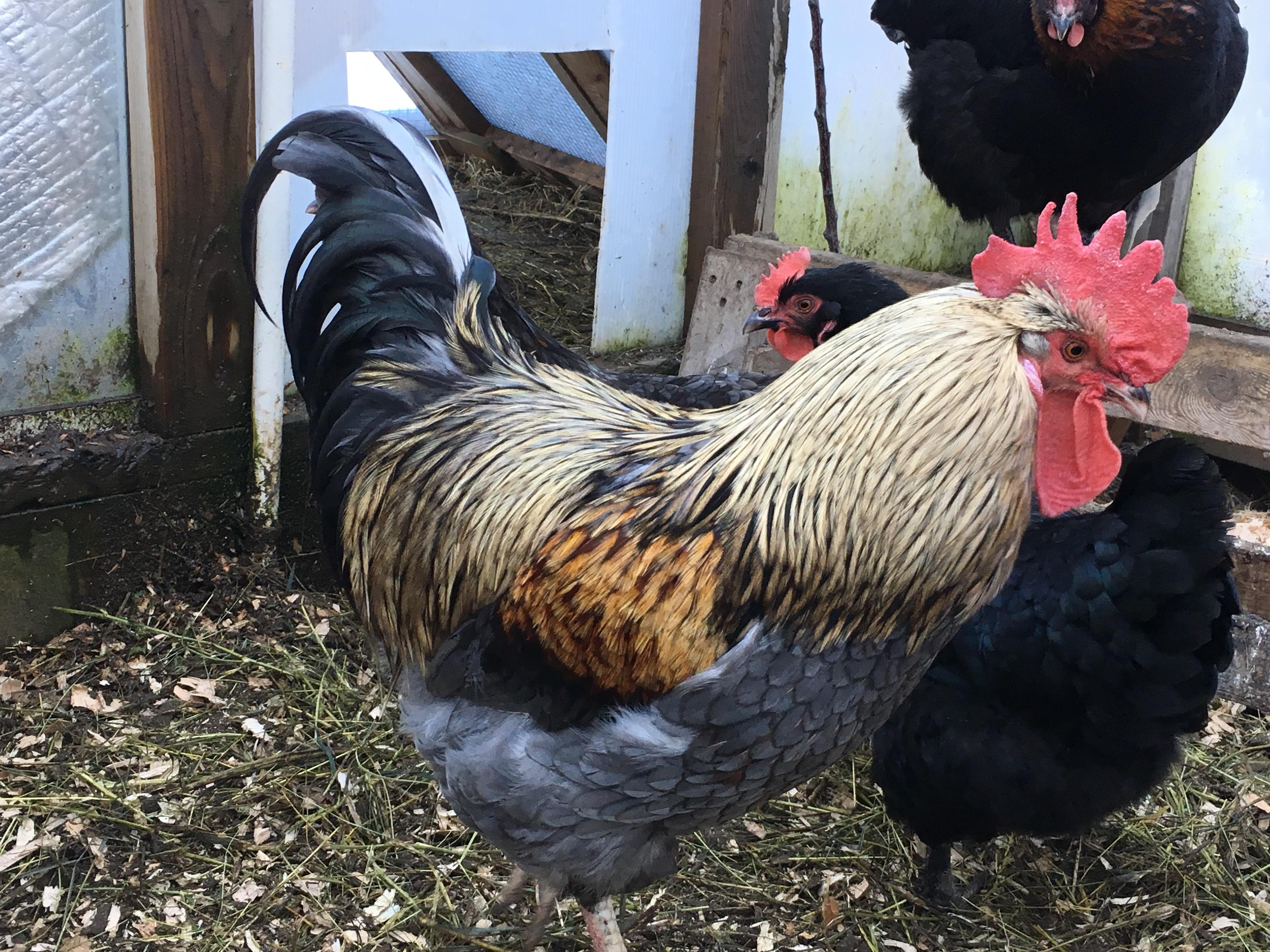 Blue Birchen Marans Rooster at Rose Hill Farm