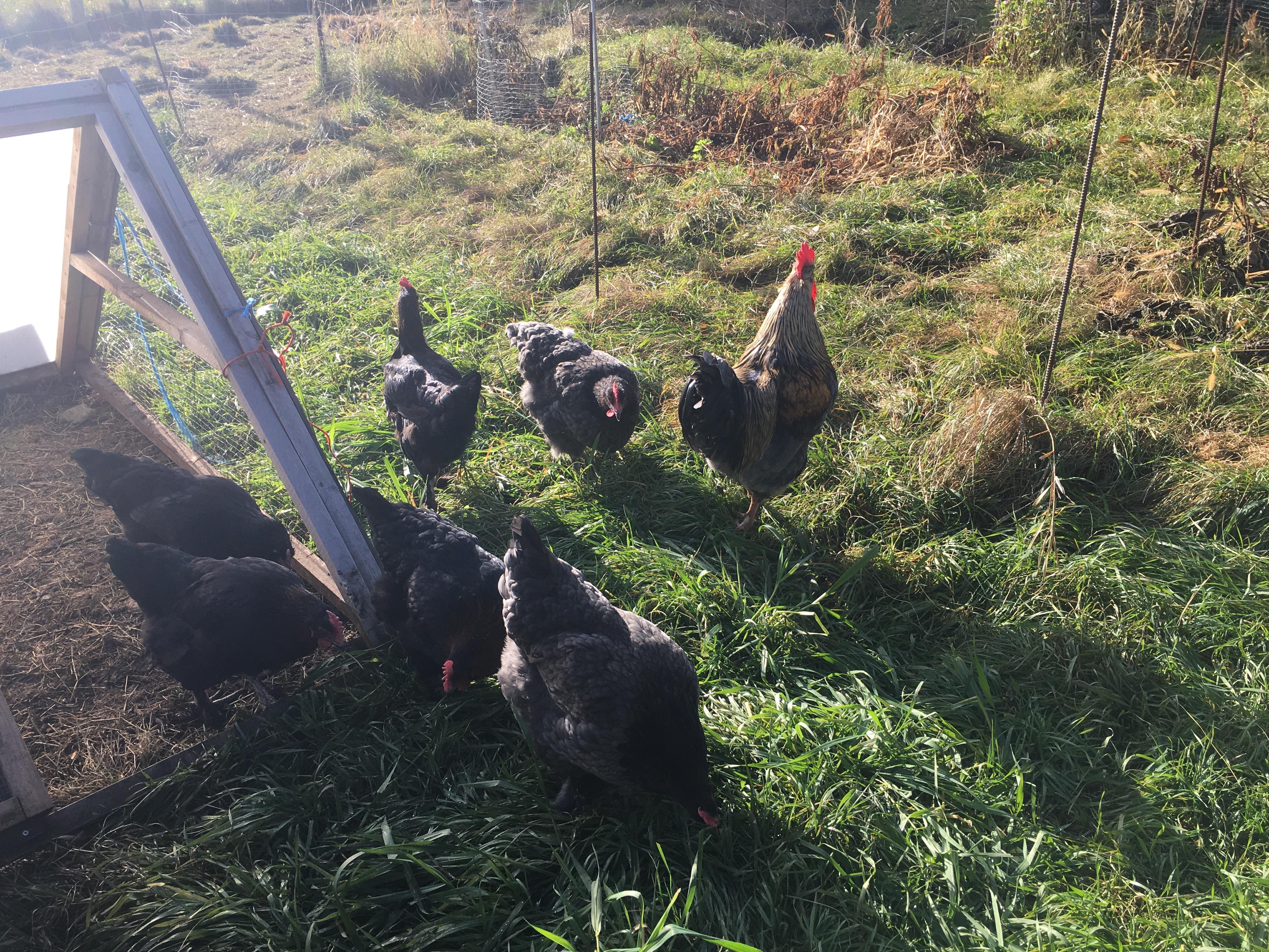 flock of blue and blue birchen marans