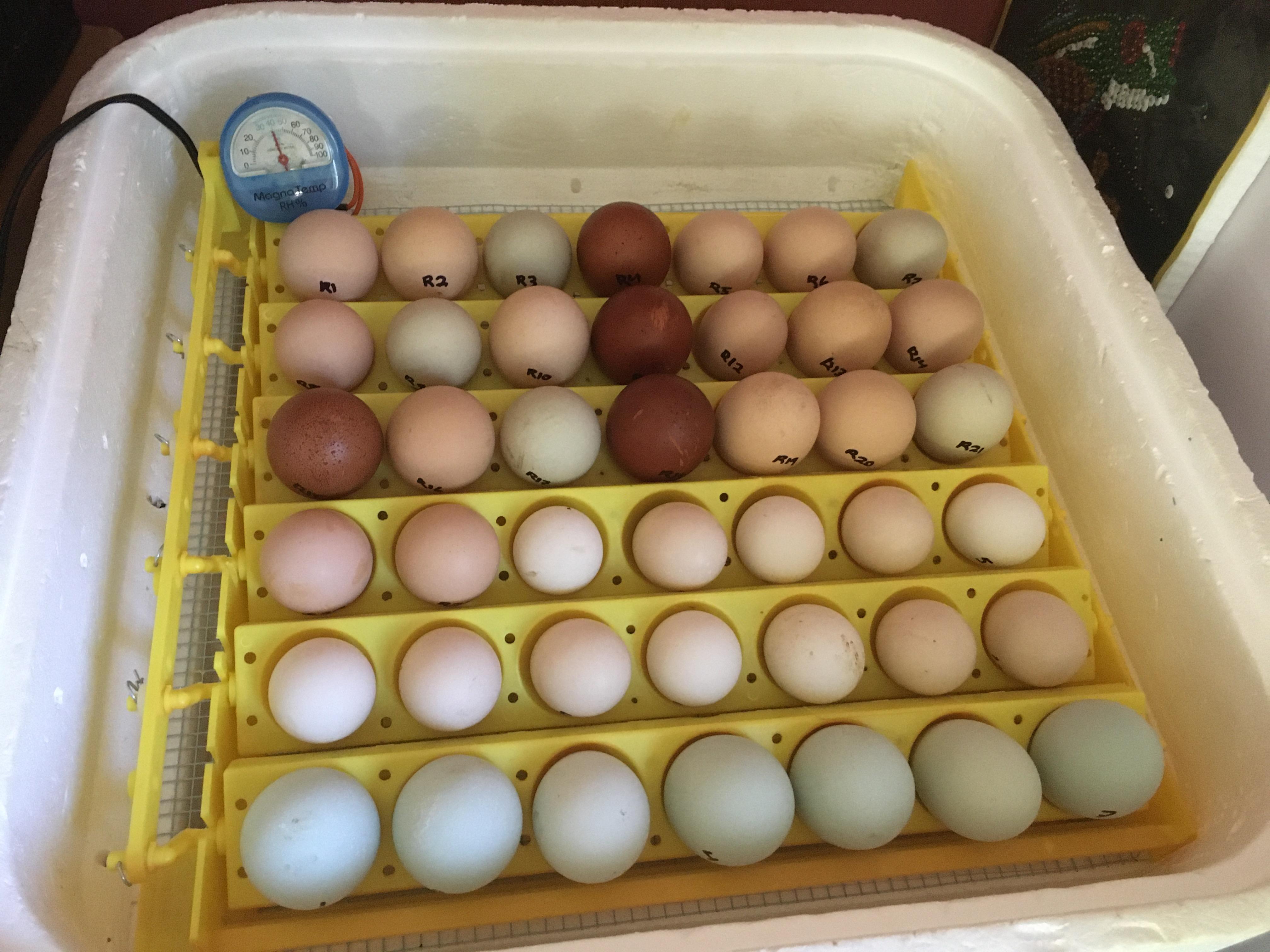 Mixed chicken eggs in a hovabator incubator