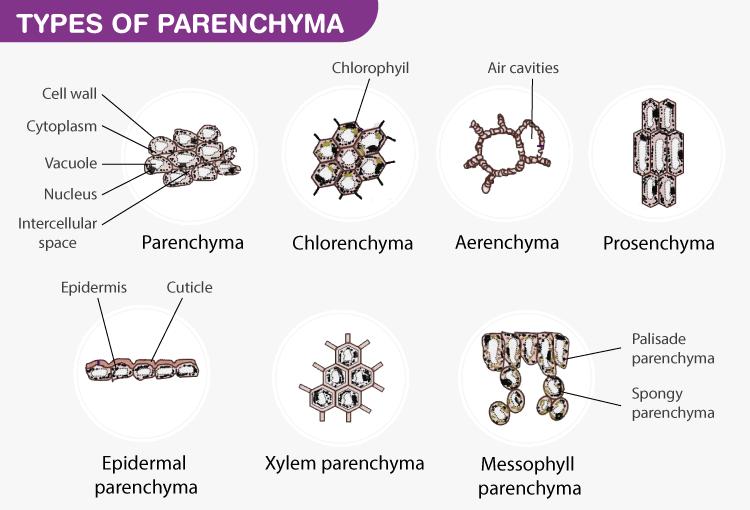 Types of Parenchyma