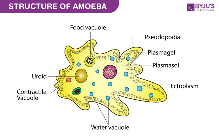 Amoeba Diagram