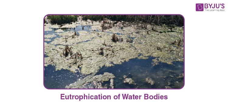 Eutrophication of Water Bodies