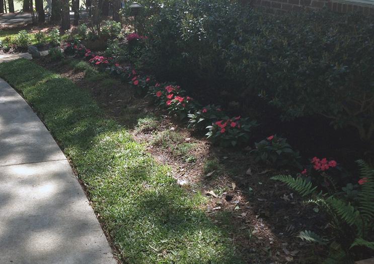 The border of a lawn along a sidewalk. Next to the sidewalk is St. Augustinegrass. Most of the grass is in heavy shade due to trees and shrubs, yet the grass is full and green.