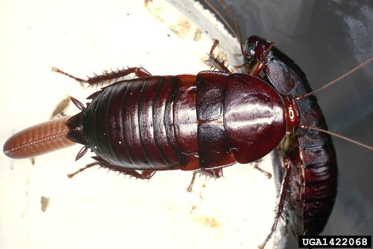 smokybrown cockroach (Periplaneta fuliginosa) adult